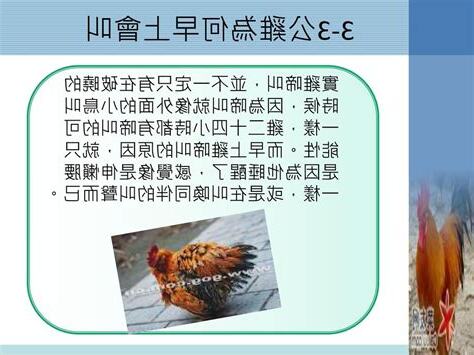 公雞啼叫 原因